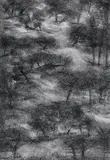 Untitled by Paramjit Singh, Charcoal on paper, sold Dec 2014