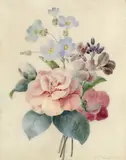 Bouquet de camélias et auricules by Pierre-Joseph Redouté, Aquarelle sur trait de crayon sur vélin, sold Sep 2024