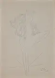 Untitled by Ghulam Rasool Santosh, Pencil on paper, offered Mar 2014