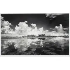 Seven Cabbage Cut #2 by Clyde Butcher, 1999, gelatin silver print, sold Apr 2026