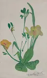 Untitled by Shibu Natesan, Watercolour on paper, sold Feb 2013
