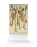 Tubes blancs by Arman, 1969, Accumulation de tubes pressés et gouache dans plexiglas, sold Dec 2024