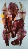 Sans titre by Anne And Patrick Poirier, 2013, Photographie contrecollée sur aluminium, sold Dec 2024