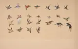 Etude d'oiseaux polychromes by Félix Bracquemond, Aquarelle, plume et encre brune, rehauts de gouache, sold Apr 2024