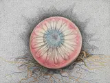Untitled by Dhananjay Singh, Pen and ink on paper, sold Nov 2012