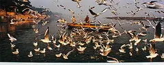 Delhi Businessmen feeding the Seagulls, Jamuna, Delhi by Raghu Rai, Pigment ink on textured fine art archival paper, sold Jul 2012