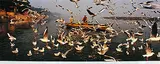 Delhi Businessmen feeding the Seagulls, Jamuna, Delhi by Raghu Rai, Pigment ink on textured fine art archival paper, sold Jul 2012