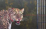 Untitled by Ram Bali Chauhan, Oil on canvas, sold Jul 2012
