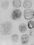 Untitled by Krishen Khanna, Graphite on paper, offered Aug 2012