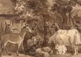 Animaux du zoo : ânes, zèbres, lamas, yack, moutons et veau by Félix Bracquemond, Plume et encre brune, lavis brun sur traits de crayon, sold Oct 2024