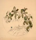 Projet d’assiette, branche de pommier fleuri devant une ville by Félix Bracquemond, Aquarelle et lavis gris sur traits de crayon, sold Oct 2024