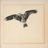 Vanneau huppé en vol by Félix Bracquemond, Crayon noir, sold Oct 2024