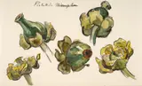 Pistils de nénuphars by Félix Bracquemond, Aquarelle gouachée sur traits de crayon, sold Oct 2024