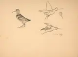 Etude de bécasses by Félix Bracquemond, Crayon noir, sold Oct 2024