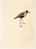 In Jayatu's Forest II by Atul Dodiya, Watercolour on paper, offered Sep 2012