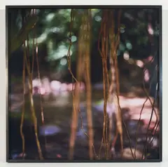 Jungle Roots (from the Native series) by Mona Kuhn, 2009, chromogenic print, sold Feb 2024