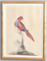 Study Of A Parrot On A Stump by Sarah Stone, watercolour and bodycolour on paper, sold Oct 2026