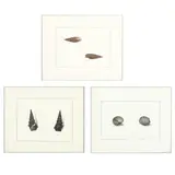 Four Works from Figures of Nondescript Shells, Collected in Different Voyages in the South Seas... by Thomas Martyn, Engravings with extensive hand coloring, sold May 2021