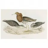 Machetes Pugnax (Ruff) by John Gould, Hand-colored lithograph, sold May 2021