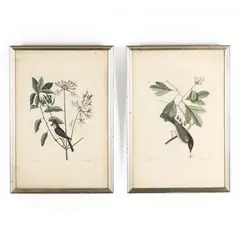 Two Prints from The Natural History of Carolina, Florida and The Bahama Islands, 1731-1743 by Mark Catesby, Hand-colored etchings, sold Apr 2021