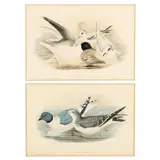 Two Framed Prints of Gulls by Gould and Richter, Hand-colored lithographs, sold Apr 2021