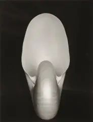 Nautilus by Edward Weston, 1927, Gelatin silver print, printed later by Cole Weston, sold Oct 2026
