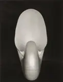 Nautilus by Edward Weston, 1927, Gelatin silver print, printed later by Cole Weston, sold Oct 2026