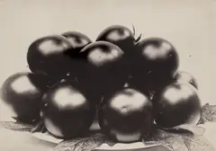 Tomato Perfection by Charles Jones, 1900, Gelatin silver printing-out-paper print, offered Oct 2026