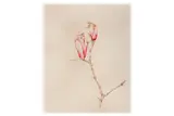 The Fox and the Hare'2013Giclee print on cardEdition of 50 with certificate20.2 x 20.8cm ARR by Amy Ross, print on card, offered Jan 2020