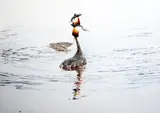 Courting Grebes,monogrammed, 1987 Exhibition label verso,20.5 x 29in by Michael Hampton, watercolour, sold Dec 2015