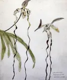 Orchidaceae Paphiopedilum Sanderianum by Elizabeth Blackadder, etching, sold Dec 2015