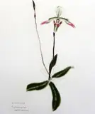 Orchidaceae Paphiopedilium Appletonianum by Elizabeth Blackadder, etching, sold Dec 2015