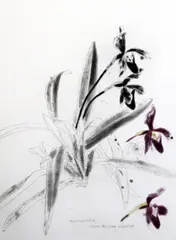 Coloured etching by Elizabeth Blackadder, etching, sold Dec 2015