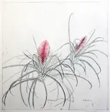 Tillandsia by Elizabeth Blackadder, etching, sold Dec 2015