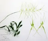 Spider Orchid, Orchidaceae Brassia Verrucosa 1993 by Elizabeth Blackadder, etching, sold Dec 2015