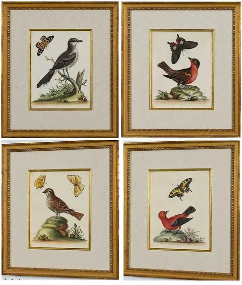 Untitled by George Edwards, hand-colored etchings on laid paper, sold Mar 2019