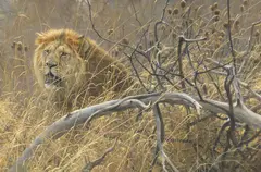Lions in the Grass by Robert Bateman, 1990, acrylic on canvas, sold Sep 2016