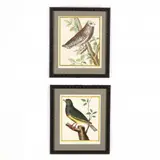 Two Engravings from Histoire Naturelle des Oiseaux by François-Nicolas Martinet, Hand-colored engravings, sold Apr 2021
