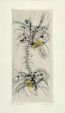 L'âme effilochée by Ferdinand Springer, 1954, Eau-forte en couleurs, sold Jun 2023