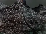 Substances of Earth - Image I by Rajan Krishnan, Acrylic on canvas, offered Dec 2009