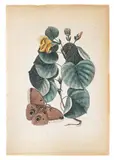 of a Maho tree with moth by Mark Catesby, color engraving, sold Jan 2014
