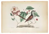 of The Mockingbird by Mark Catesby, color engraving, sold Jan 2014