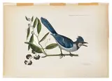 of The Crested Jay by Mark Catesby, color engraving, sold Jan 2014