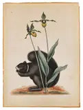 The Black Squirrel by Mark Catesby, color engraving, sold Jan 2014