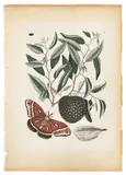 of the Anona Maxima with Pawpaw Fruit by Mark Catesby, color engraving, sold Jan 2014