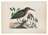 of The Small Bittern by Mark Catesby, color engraving, sold Jan 2014