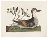 of the Anas Bahamensis with Chrysanthemum by Mark Catesby, color engraving, sold Jan 2014