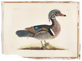 of the Summer Duck by Mark Catesby, color engraving, sold Jan 2014