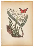 of the Black Butterfly with Orchid by Mark Catesby, color engraving, sold Jan 2014