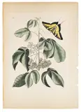 of the Yellow Swallowtail Butterfly by Mark Catesby, color engraving, sold Jan 2014